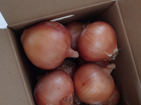 玉ねぎ3kg🅱️🧅淡路島極熟玉葱　シャーロットオニオン　玉ねぎ大国淡路島からのたまねぎ