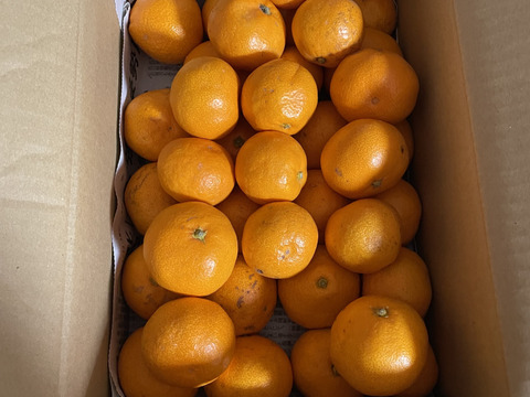 越冬蔵出しみかん　小玉3キロ　有田みかん