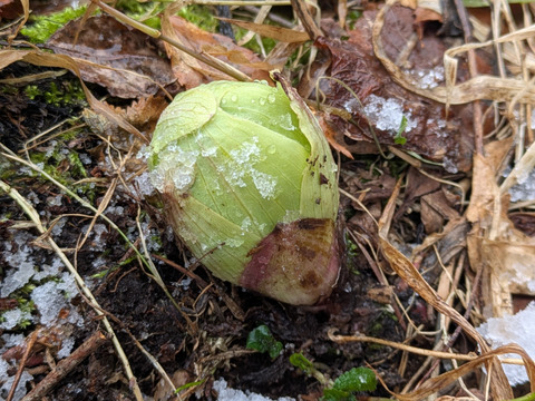 【予約開始】秋田県産天然ふきのとう300グラム