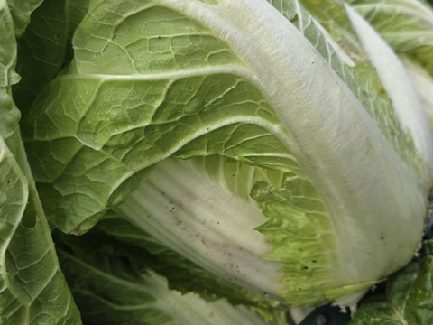 【少量内容量】自然栽培大根×白菜×ネギ(堆肥、農薬、肥料一切無し)