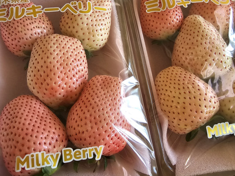 『ミルキーベリー』フレーズのこだわりいちご270×2パック