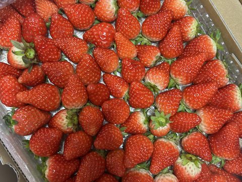 生の風味をお届け。気にしない方限定🍓バラ詰苺BOX（約1000g）大きさ形が不揃いです