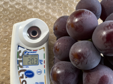 【2026年予約】岡山県産「ニューピオーネ」果汁たっぷり大粒種無し2kg以上(3～4房）