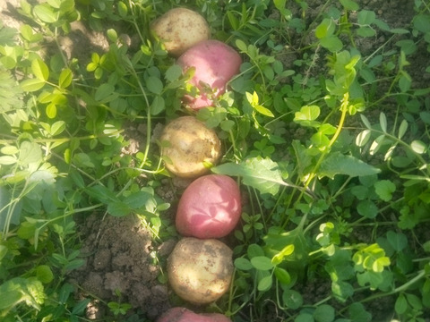 ジャガイモ＆玉ねぎ　農薬化学肥料不使用