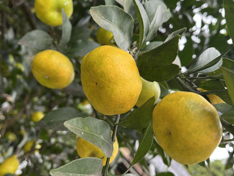 可愛い福来( ふくれ )みかん🍊1キロ 縁起物✨