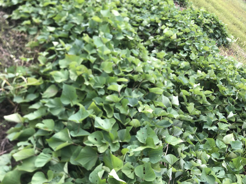 糸島産★新さつまいも（紅はるか）３キロ　※栽培期間中農薬不使用※