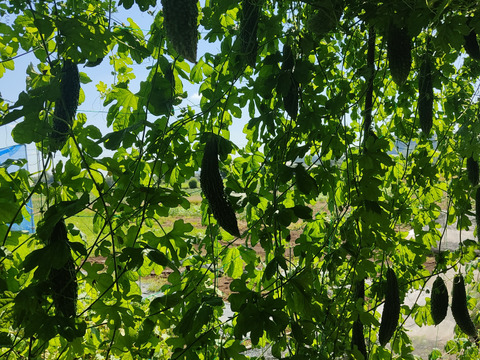 ✨新鮮採れたてゴーヤ2kg  クール便✨