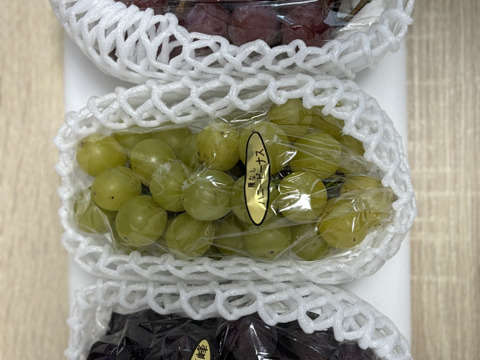 ✨🍇第一弾　2024ぶどう3種食べ比べセット🍇✨
　　　紅伊豆　・　ハニービーナス　・　巨峰
【ご家庭用・中房各１房入・計約1.3㌔位入】