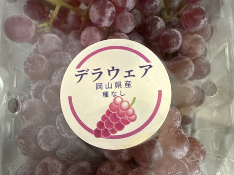 甘く種なし！岡山県産種なしデラウェア（約1.6kg、12～18房）化学肥料不使用