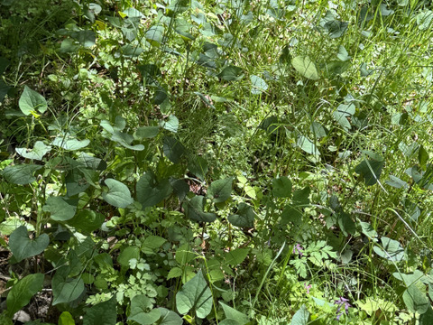 当農園の自然豊かな山で採れたドクダミ300gです。採れたてをその日のうちに発送致します。8月末まで