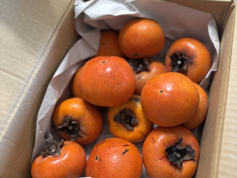 御所柿（甘柿）　自然栽培　肥料農薬不使用