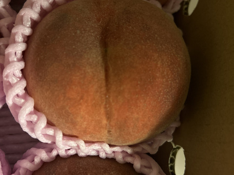 早期予約価格　🍑さくら白桃　約1.5kg 5玉前後　9月上旬発送　希少な桃　【ASIAGAP認証農場：津軽農園】　安心・安全な桃　収穫した日に発送　家庭用　農家直送