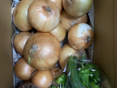 大好評，地層が違う淡路島、大玉、新玉ねぎ、七宝早生(風袋込み5キロ)