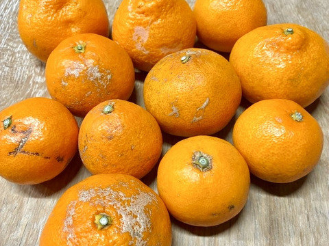 樹上完熟
「興津早生　家庭用傷あり」 10キロ
  大、中、小サイズ混合