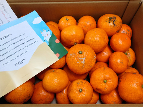 【訳あり】濃厚なコクと酸味がおいしい！有田みかん★早生★自家製堆肥栽培★定番5kg★和歌山★