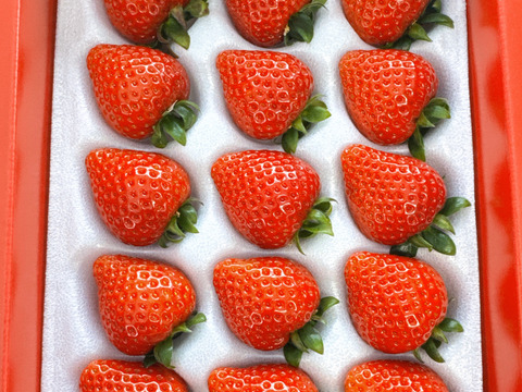 【先行予約・数量限定】いちご博2025金賞受賞 あまりん9～18粒 贈答用