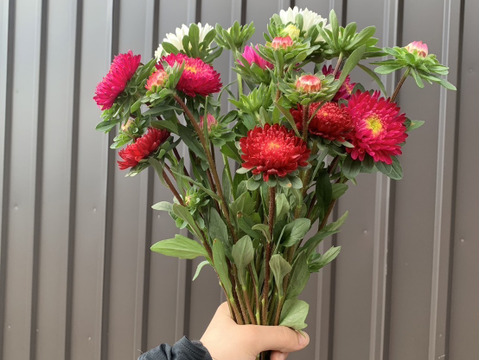 【旬のお花！】アスター10本　おまかせMiX（30〜50cm）