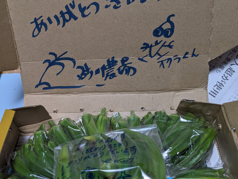 訳あり‼️石垣島産オクラ⭐️約70本