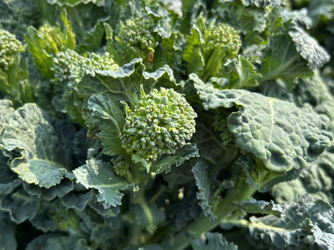 【採れたて発送】愛知県豊田市旭産 アレッタ 500g