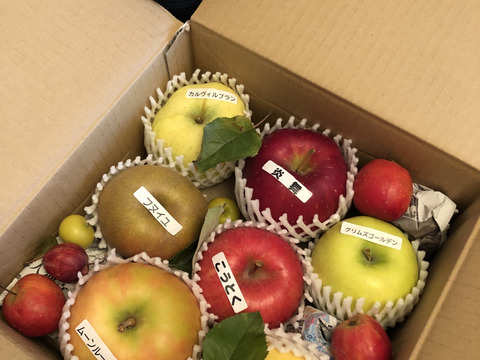 りんご いろいろBOX （2㎏）