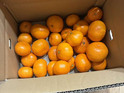 ★濃厚なコクと酸味がおいしい！有田みかん★自家製堆肥栽培★定番5kg★和歌山★