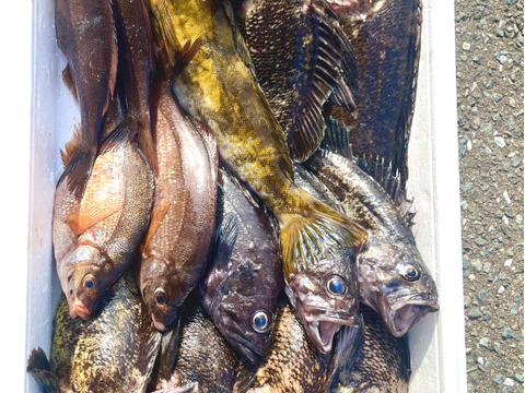 高級魚鮮魚ボックス❗️5kg サービス増量あり❗️青森県津軽海峡産❗️