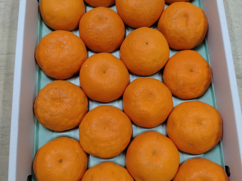 和歌山県産　春の風香る　ぷりっと美味しいはるみ　みかん　秀品　化粧箱入り