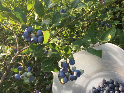 おまたせ！生ブルーベリー500g×2p