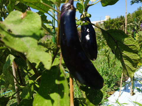 秋の自然栽培野菜LLセット7種類〜《12月、自然栽培野菜5.5kg前後80サイズ》朝採りで超新鮮［季節の固定種在来種専門農家だからできる］淡路島から初収穫固定種人参いり