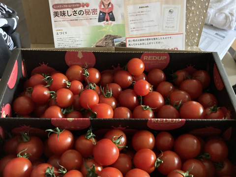 【塩トマトのようなフルーツトマト】ソムリエミニトマト　ダイヤ
箱込み１.５ｋｇ（７５玉～９０玉）