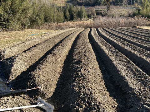 玉葱　七宝甘70　奈良県五條市産