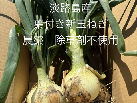 農薬、除草剤不使用！淡路島 葉付き新玉ねぎ　サラダにピッタリ。葉っぱも頂ける。期間限定みずみずしい特別な玉ねぎをご賞味あれ。