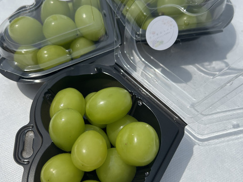 【ワケあり】旬を先取り！ハウス栽培シャインマスカット！（ご家庭用・150g×4Ｐ）