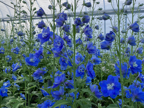 青系デルフィニウム(エラータム系)12本入り