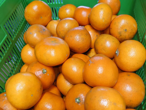 希少☆柑橘☆みはや☆規格外☆3.5キロ