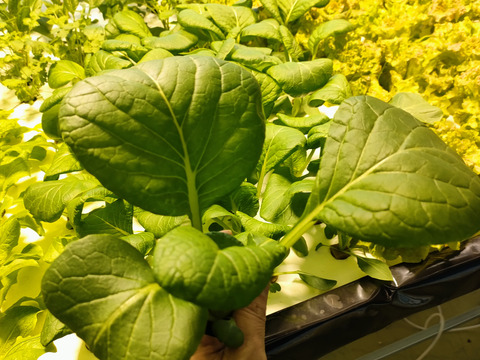 農薬、化学肥料不使用　サニーレタス、小松菜、ほうれん草セット