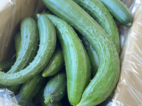 【曲がり】ハウスきゅうり　2.5キロ　宮崎県産