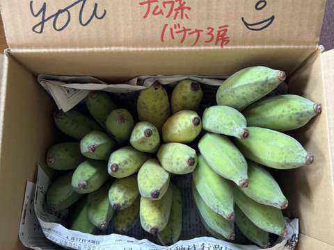 ナムワ系バナナ 2.5kg〔自然栽培〕