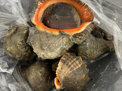 浜名湖産アカニシ貝　1kg 8〜13個