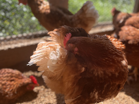 🎁【冬ギフト】🎁 冬のご挨拶に⛄️【あかねの虜】Lサイズ（40個入り） 28歳2児の母がプロデュースした話題の卵【お歳暮・お年賀など熨斗対応可能👌】※ご希望の場合は特記事項へご記入ください