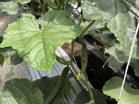 農薬・化学肥料不使用 きゅうり キュウリ箱込み5kg(内容量4.7kg程) 埼玉県認証特別栽培