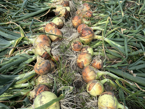 【淡路島産】淡路島玉ねぎ5kg M〜LLサイズ混合