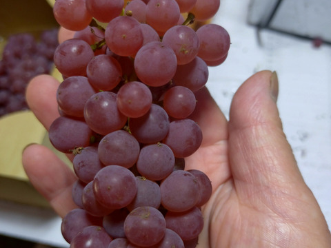 夏のおやつに！家庭用デラウェアパック詰め