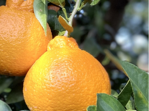 清水果樹園　自慢の柑橘類福袋