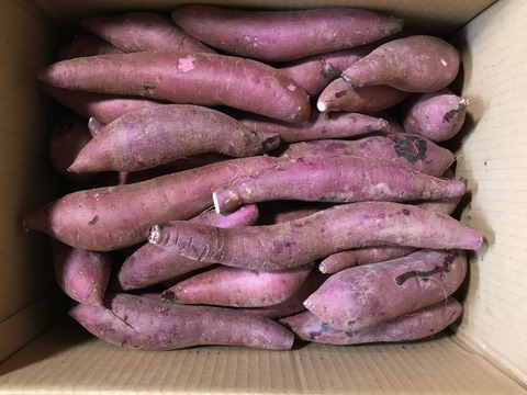 さつまいも(ふくむらさき)10kg  サイズS〜L