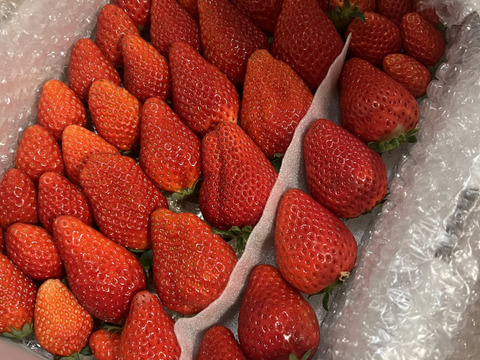 春SALE!!トクトク🍓いちごの宝石箱
朝摘み完熟酵素栽培のこだわりいちご
【いちご食べ比べ】３種食べ比べ！
