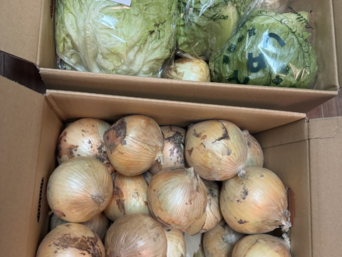 淡路島のシャキシャキレタス2玉🥬特別栽培農産物