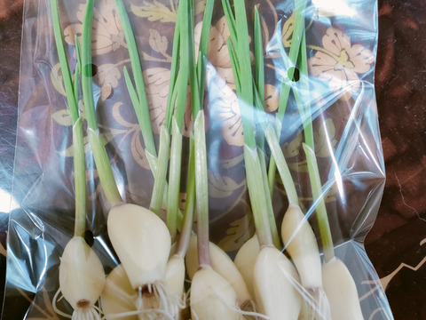 にんにくスプラウト