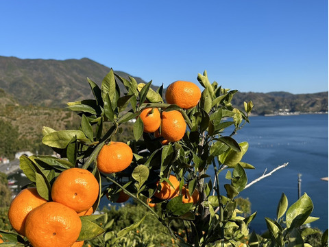 「うまっ」ストレートみかんジュース 720ml　×　4本
