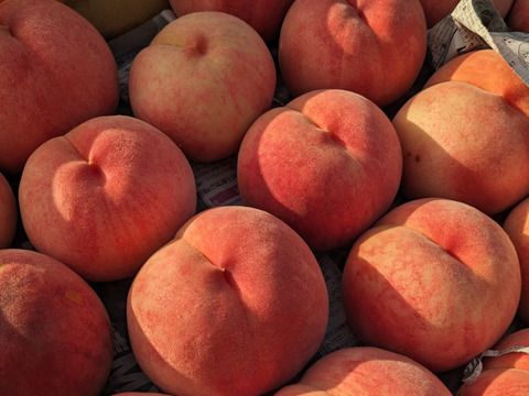 採れたて発送！小布施町のみずみずしい桃【なつっこ】自家用3キロ